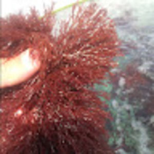 Meet your Posher, Torre